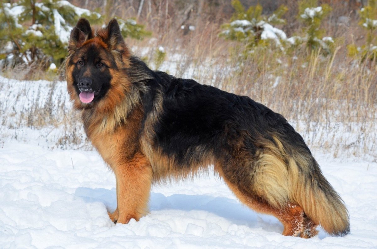 How to Care for Long Haired German Shepherd Puppies: Your Majestic Companion Is an Inspiration.